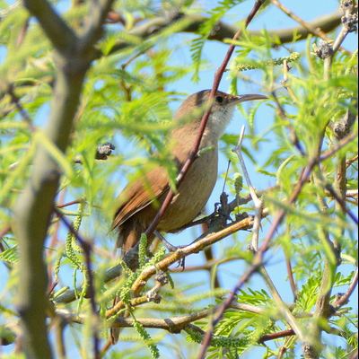 Thrush-Like Wren